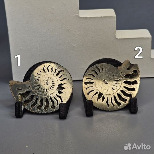 Пиритовый аммонит Kosmoceras полированный