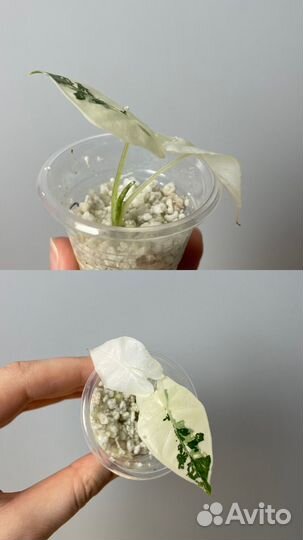 Алоказия фрайдек вариегатная