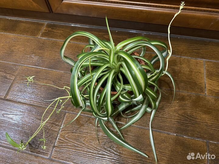 Хлорофитум кудрявый, восхитительное растение