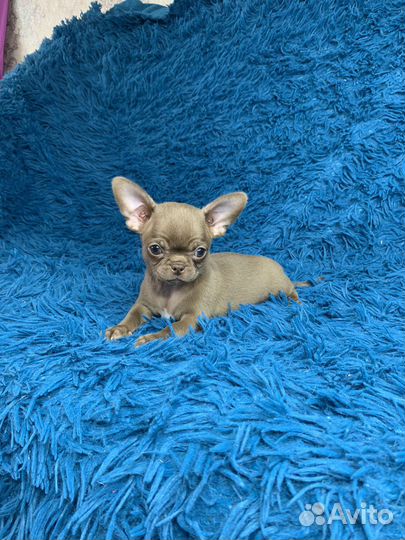 Чихуахуа мальчик
