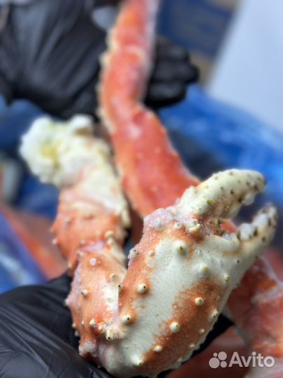 Клешни камчатского краба L3-L4