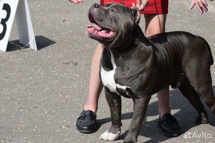 Американский булли XL вязка