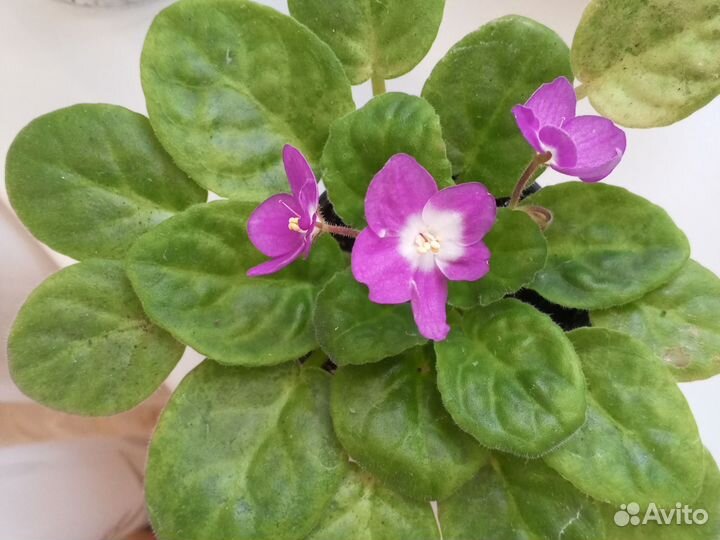 Фиалка цветущая, Октябрина/ хризеетема осенняя