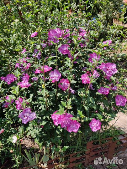 Гибискус сирийский махровый и травянистый