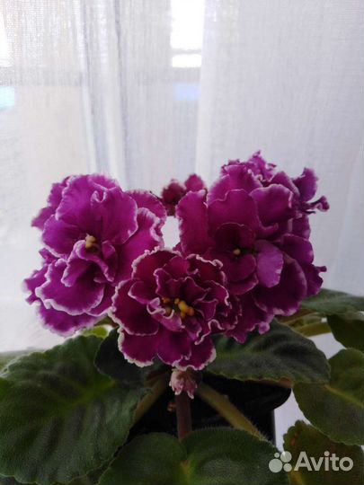 Детки сортовых фиалочек