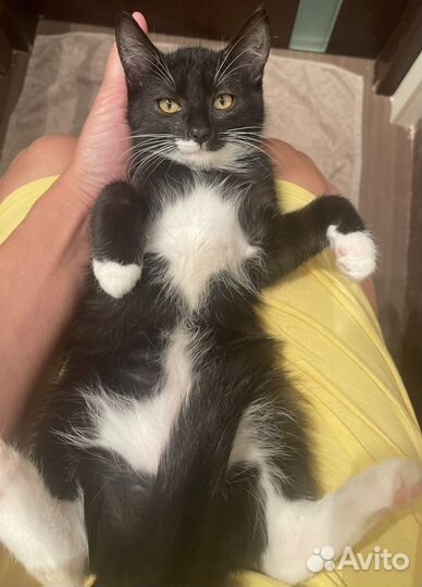 Самый ласковый котенок 3мес