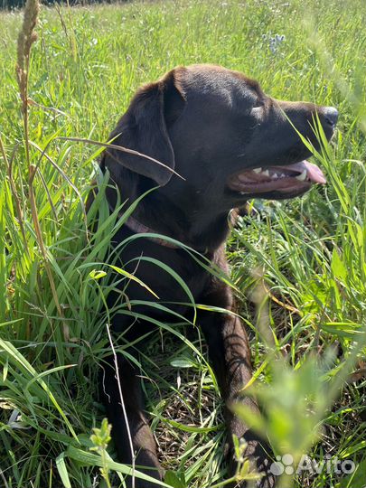 Кобель лабрадор вязка