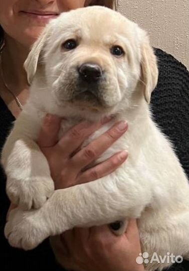 Щенки лабрадора