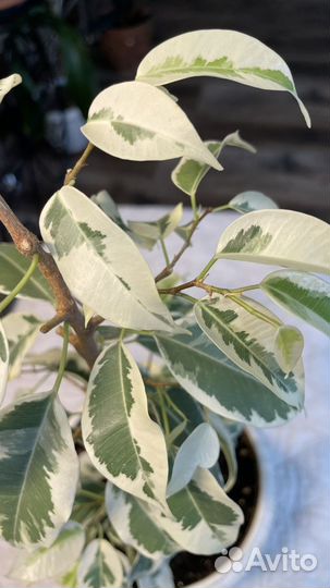 Фикусы бенджамина де Гантель, Твилайт, Анастасия