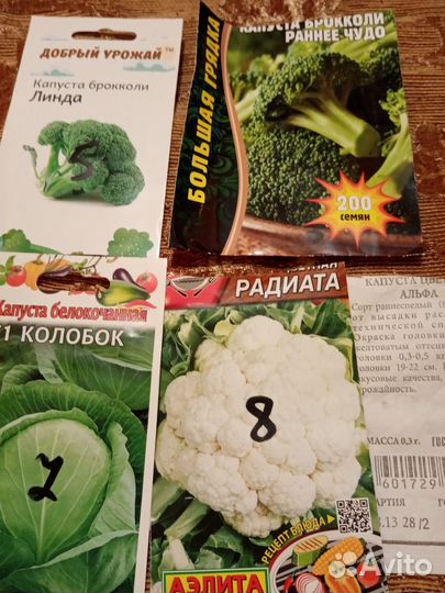Рассада капусты