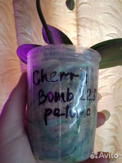 Орхидея фаленопсис бабочка