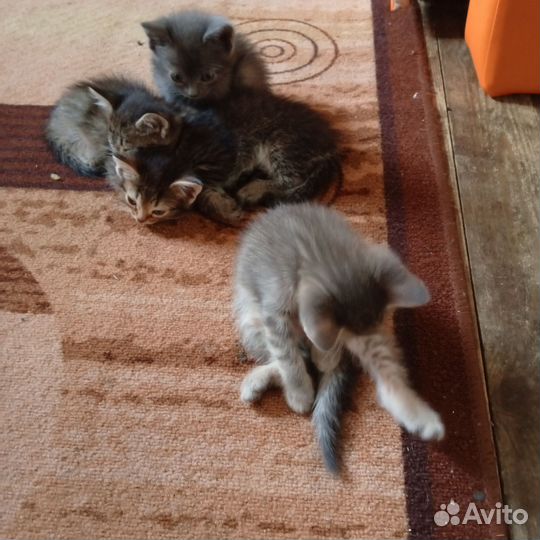 Шотландская