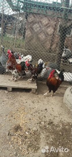 Карликовый петушок