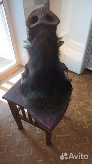 Чучело головы кабана