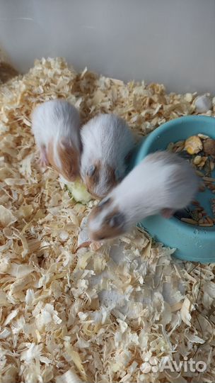 Сирийские хомячки