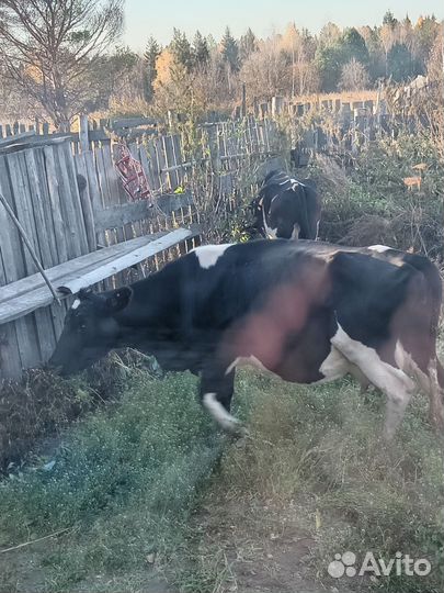 Корова дойная