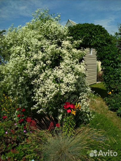 Клематис Белое облако