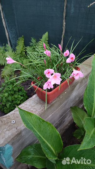 Зефирантес Розовый. Выскочка. Многолетник