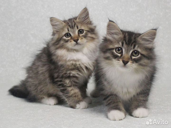 Кузьмич и Купидон с документами от Чемпиона Мира