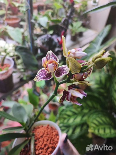 Фаленопсис Lucky Leopard