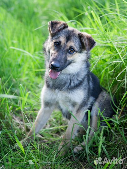 Небольшая собачка в дар