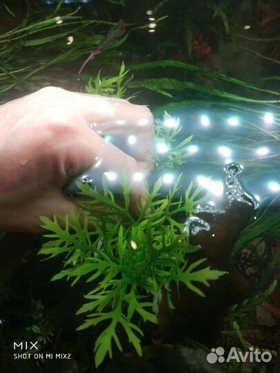 Аквариумная прополка