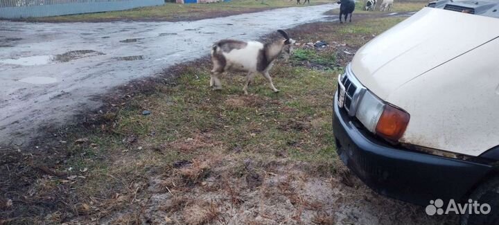 Козы и козлы