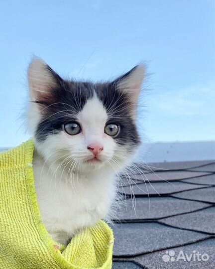 Котенок в добрые руки. Привезем