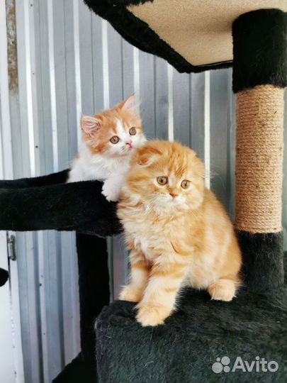 Шотландский вислоухий кот красный мрамор