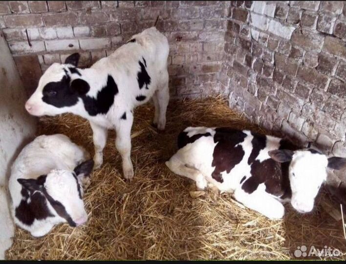 Бычки и телята