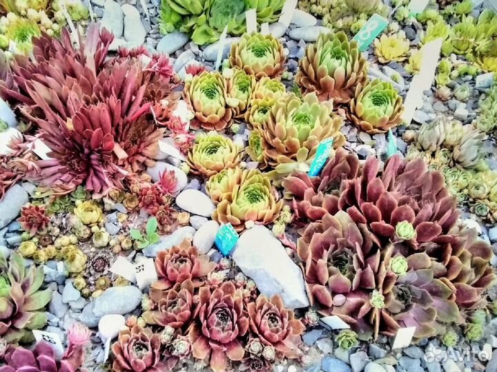 Молодило-каменная роза