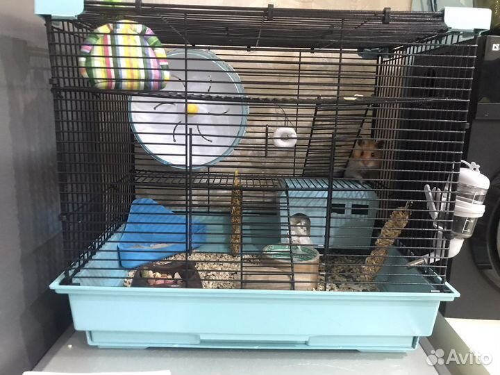 Сирийские хомячки