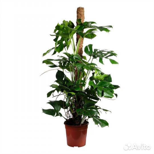 Горшечные растения