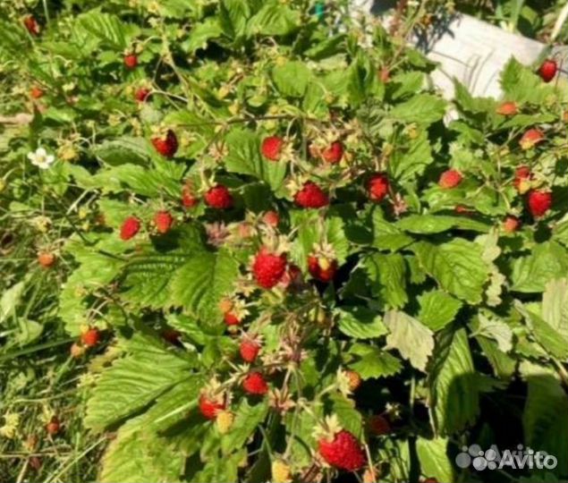 Саженцы земляники ремонтантной