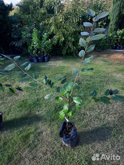 Черешня Ипуть саженцы