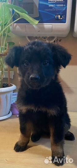 Отдам в добрые руки