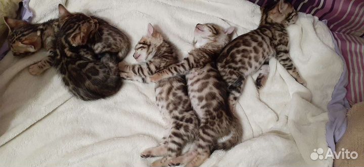 Бенгальские котята