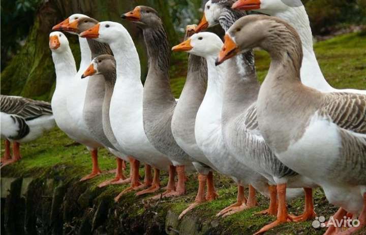 Утки,бройлеры,муларды,гуси