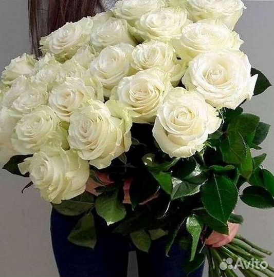 Розы гиганты 140 150 160 170 180 200