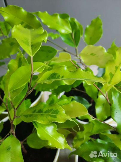 Фикус бенджамина