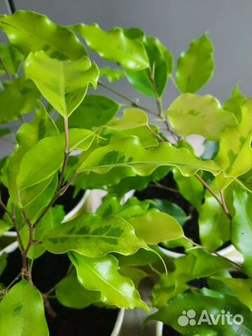 Фикус бенджамина