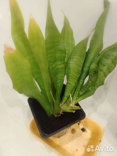 Сансевиерия