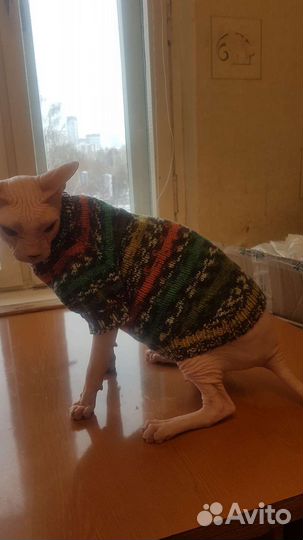 Одежда для сфинксов