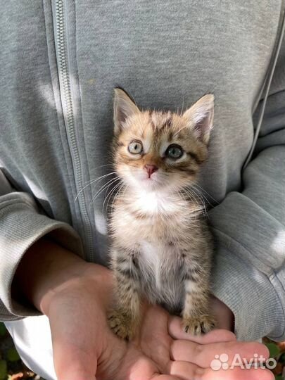 Ищут дом котята