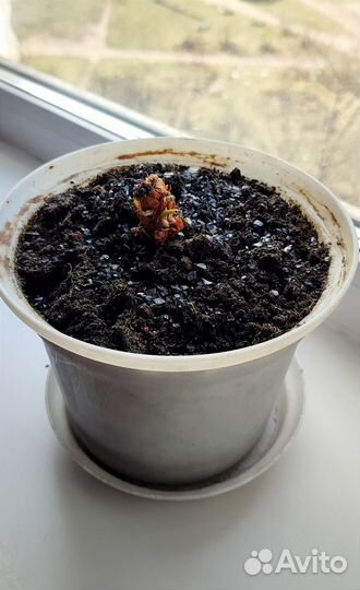 Антуриум- (мужское счастье) комнатный цветок