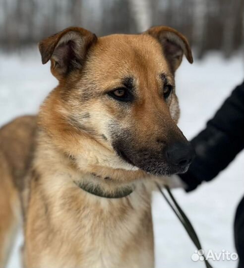 Молодая невероятно красивая собака в поисках дома