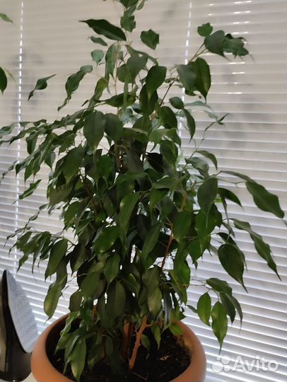 Фикус бенджамина