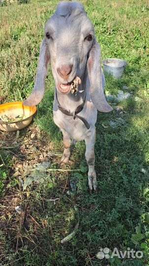 Нубийский козел