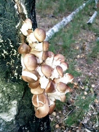 Коттедж 180 м² на участке 9 сот.