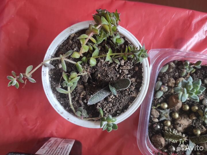 Суккуленты